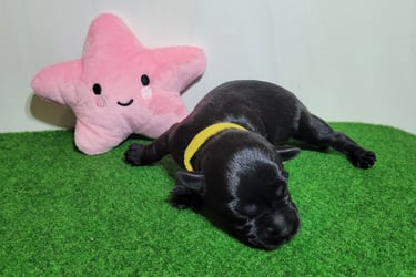 Chiot Schnauzer nain