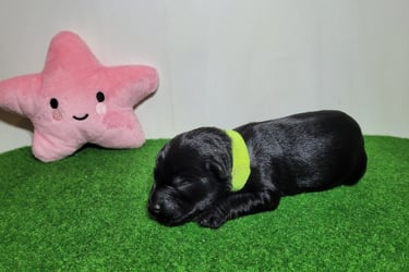 Bébé Schnauzer nain noir