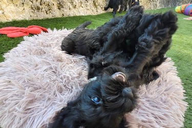 Chiot Schnauzer nain 