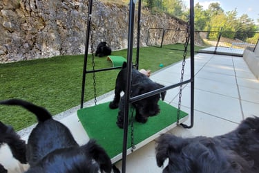 Chiot sur balançoire
