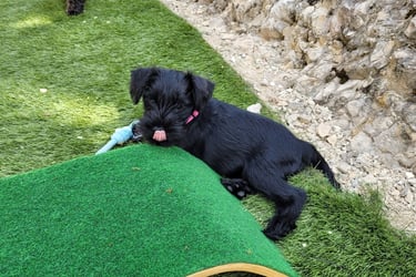 Altesse Violette , chiot Schnauzer nain