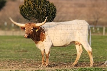 Dual Registered Miniature Longhorn cow