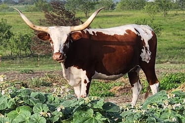 Registered Miniature Longhorn cow