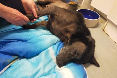 shiatsu sur chien de refuge