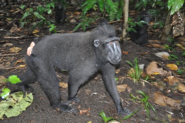 crested macaque in the Tangkoko Nature Reserve in sulawesi, indonesia