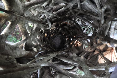 inside a strangler vine in the Tangkoko Nature Reserve in sulawesi, indonesia