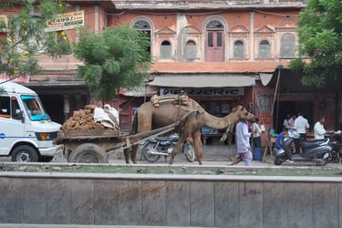 Camel in Jaipur, Rajasthan, India