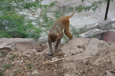 monkeys in the streets of Jaipur on the way up to the Hanuman temple, Rajasthan, India