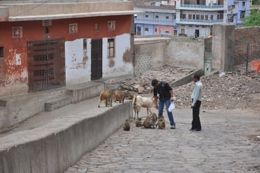 monkeys in the streets of Jaipur on the way up to the Hanuman temple, Rajasthan, India