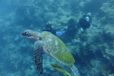 creatures of Bunaken Island Marine Park, North Sulawesi, Indonesia