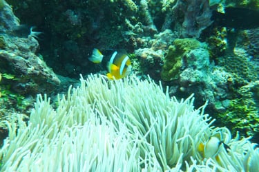 creatures of Bunaken Island Marine Park, North Sulawesi, Indonesia