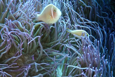 creatures of Bunaken Island Marine Park, North Sulawesi, Indonesia