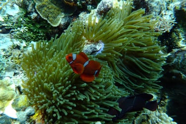 creatures of Bunaken Island Marine Park, North Sulawesi, Indonesia