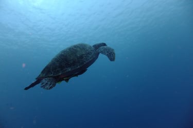 creatures of Bunaken Island Marine Park, North Sulawesi, Indonesia