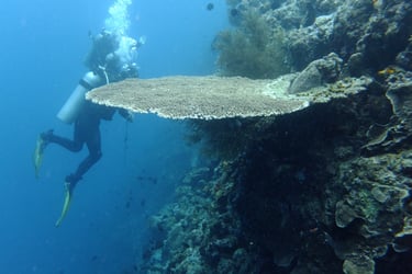 creatures of Bunaken Island Marine Park, North Sulawesi, Indonesia