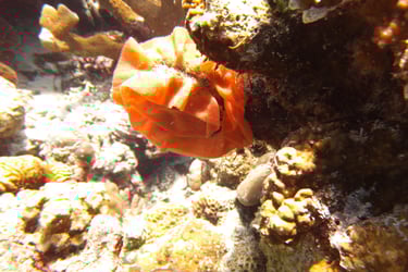 creatures of Bunaken Island Marine Park, North Sulawesi, Indonesia