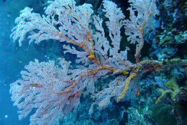 creatures of Bunaken Island Marine Park, North Sulawesi, Indonesia