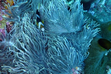 creatures of Bunaken Island Marine Park, North Sulawesi, Indonesia