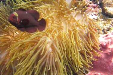 creatures of Bunaken Island Marine Park, North Sulawesi, Indonesia