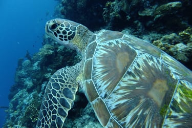 creatures of Bunaken Island Marine Park, North Sulawesi, Indonesia