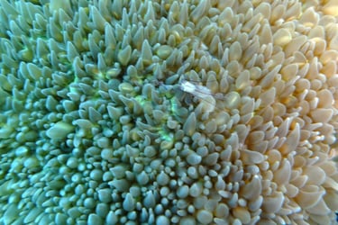 creatures of Bunaken Island Marine Park, North Sulawesi, Indonesia