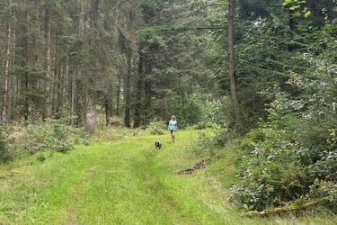 in the woods at Sorgbrück, Germany