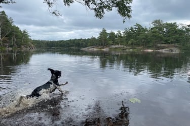 walking in the Swedish forest in Surte, Sweden