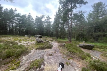 walking in the Swedish forest in Surte, Sweden