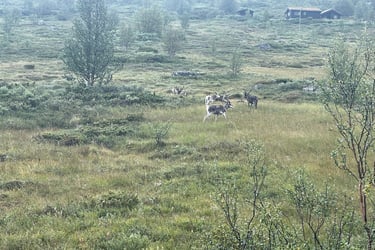 raindeer whilst walking in the Norwegian forests walking up Klevarudnatten, Norway