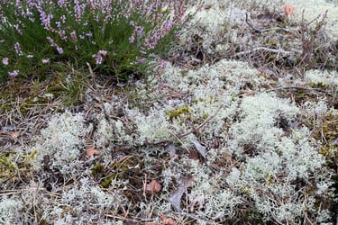 plants next to lake Vanern, a huge fresh water lake not far from the Norwegian border