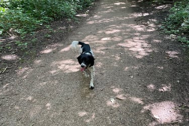 Mabel Billington walking to the village of Zoutelande, Netherlands