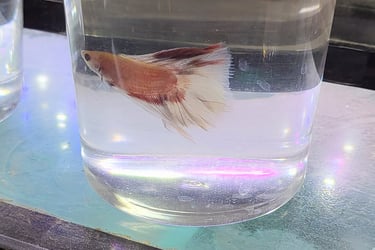 Beta Fish - Pet Den