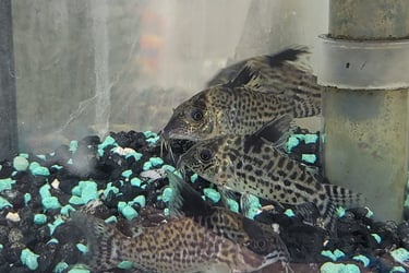 Cory Cats-Pet Den