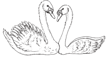 a pair of swans in love on a black background