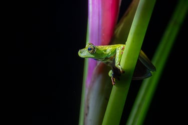 grenouille verte costa rica