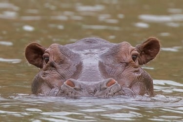 Hippo swimming in Niokolo-Koba Park | Birding Adventures Gambia