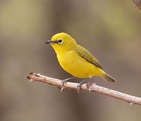 Senegal White-eye on a small branch | Birding Adventures Gambia