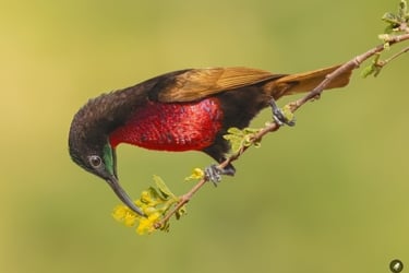 Scarlet-chested Sunbird on a flower | Birding Adventures Gambia
