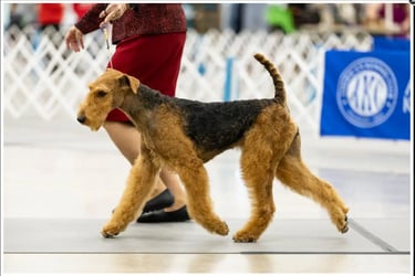 Airedale October 2023 Platte Valley Kennel Club