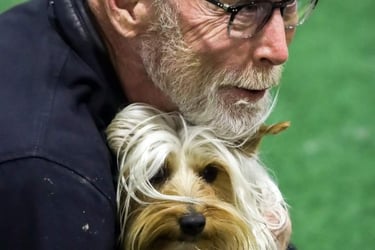 Silky Terrier, Love Our Dogs, Platte Valley Kennel Club