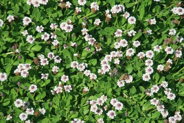 Kurapia ground cover