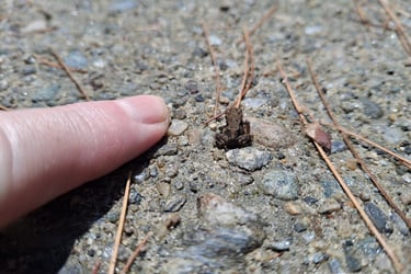 an itty-bitty frog with a finger for scale