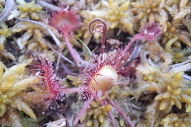 Sundews