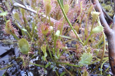 Sundews