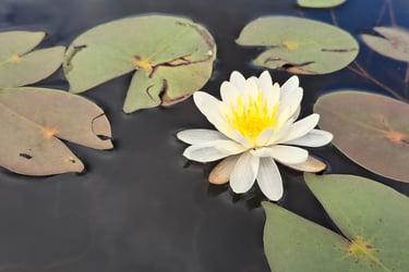 Lilies - I never get tired of them
