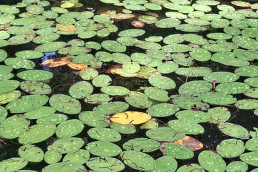 Lily pads after a rain