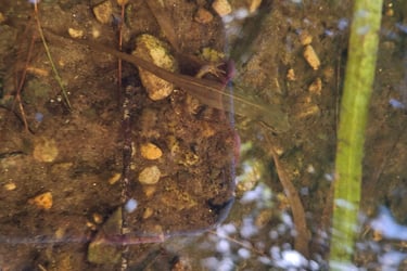 A newt