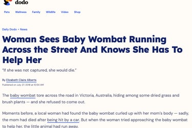 Woman Sees Baby Wombat Running Across the Street And Knows She Has to Help Her