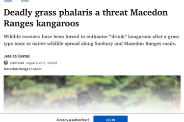 Deadly Grass Phalaris a Threat Macedon Ranges Kangaroos