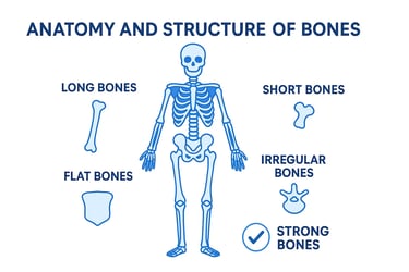 Human skeleton illustration showing types of bones including long bones